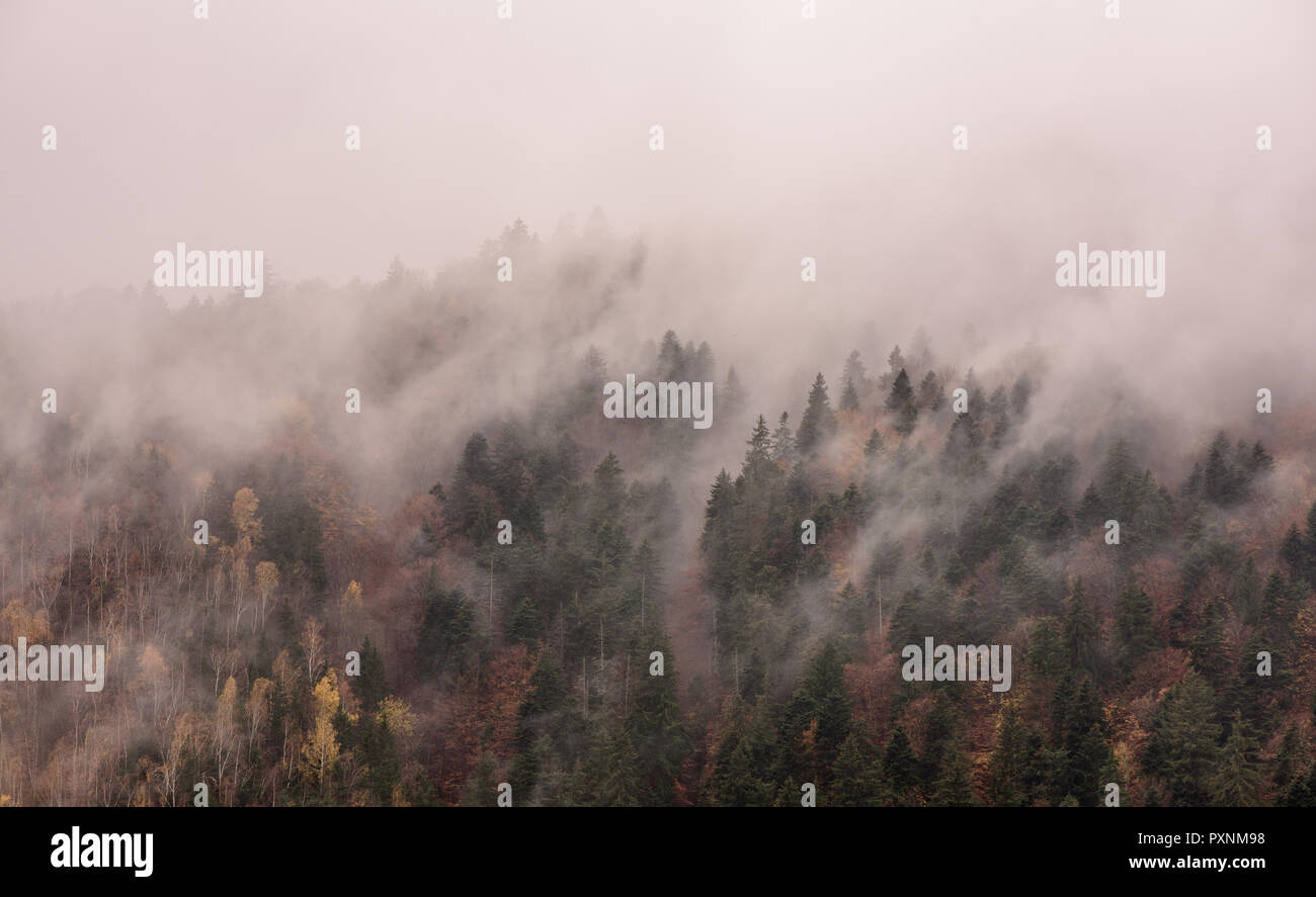 La nebbia al di sopra di foreste di pino. Foschia mattutina vista in umido zona di montagna. Foto Stock