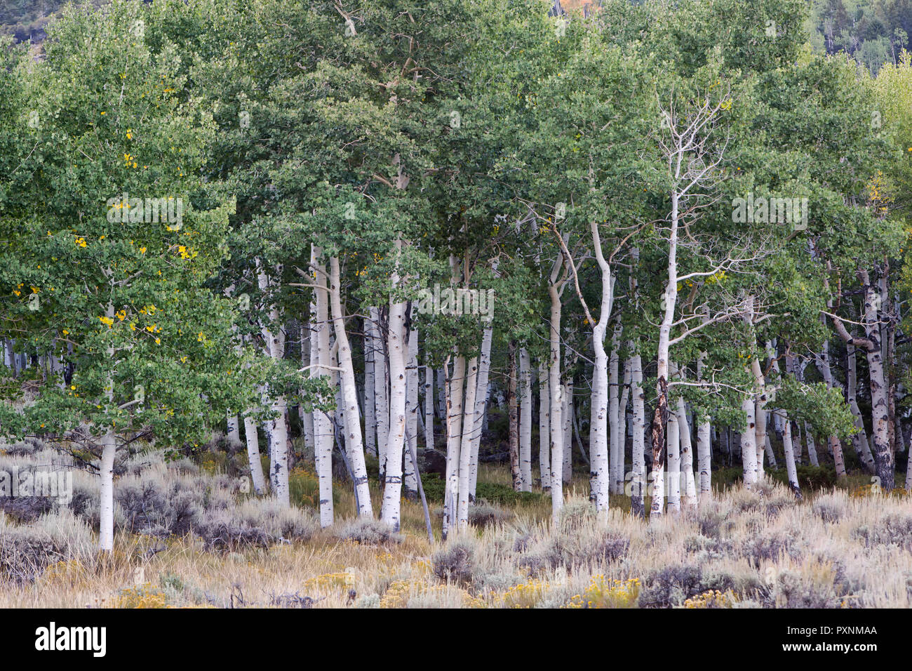 Vacilla Aspen Grove 'Pando Clone' , noto anche come tremore gigante, colonia clonale di un individuo di sesso maschile vacilla Aspen. Foto Stock