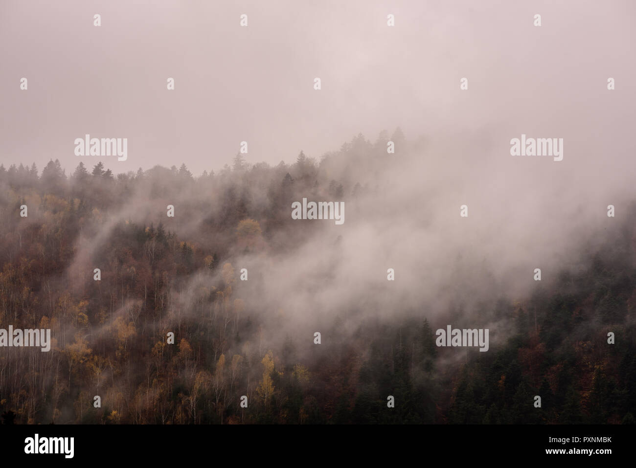 La nebbia al di sopra di foreste di pino. Foschia mattutina vista in umido zona di montagna. Foto Stock