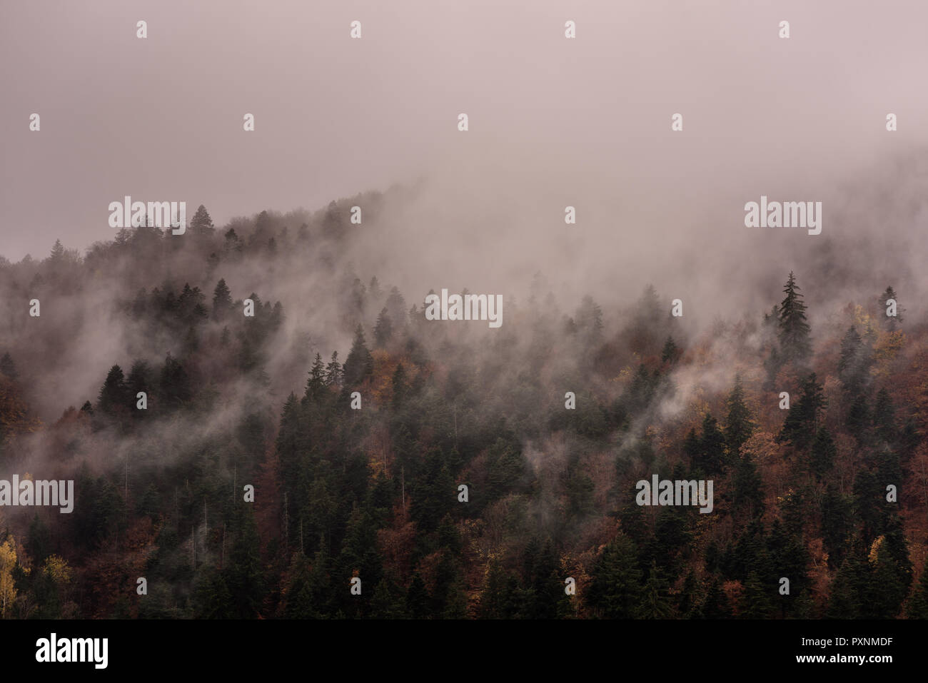 La nebbia al di sopra di foreste di pino. Foschia mattutina vista in umido zona di montagna. Foto Stock