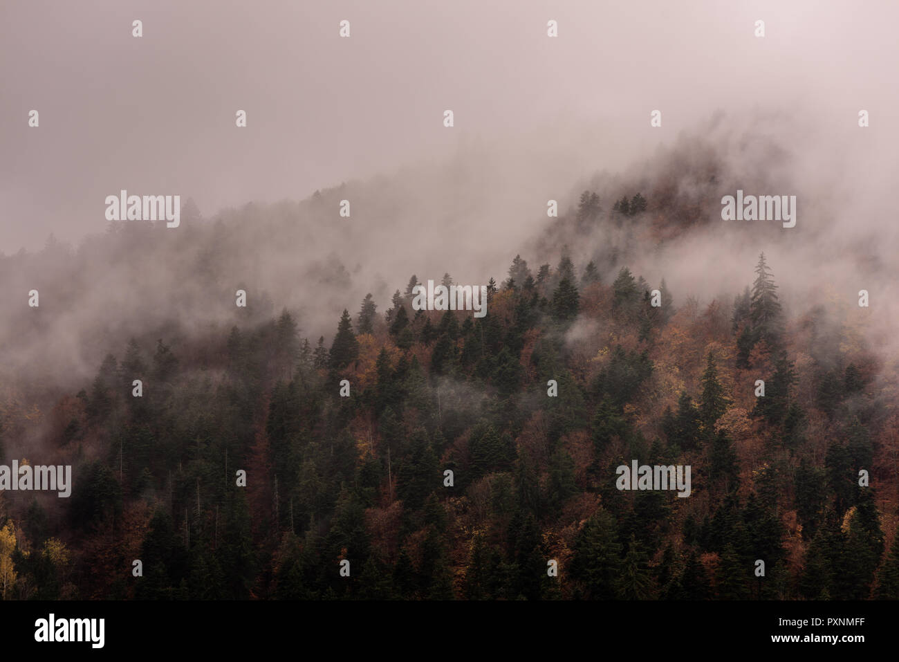 La nebbia al di sopra di foreste di pino. Foschia mattutina vista in umido zona di montagna. Foto Stock