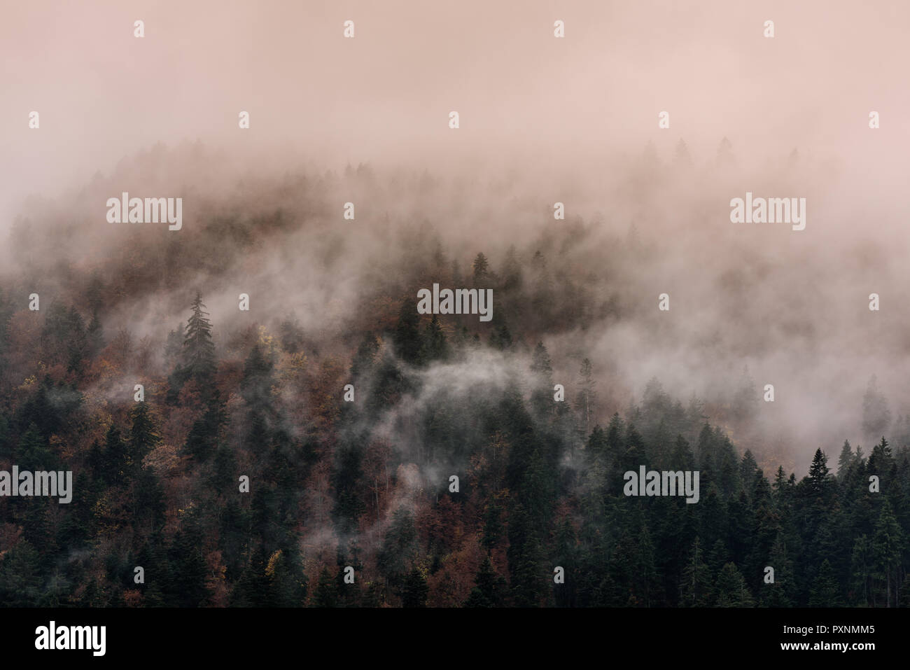 La nebbia al di sopra di foreste di pino. Foschia mattutina vista in umido zona di montagna. Foto Stock