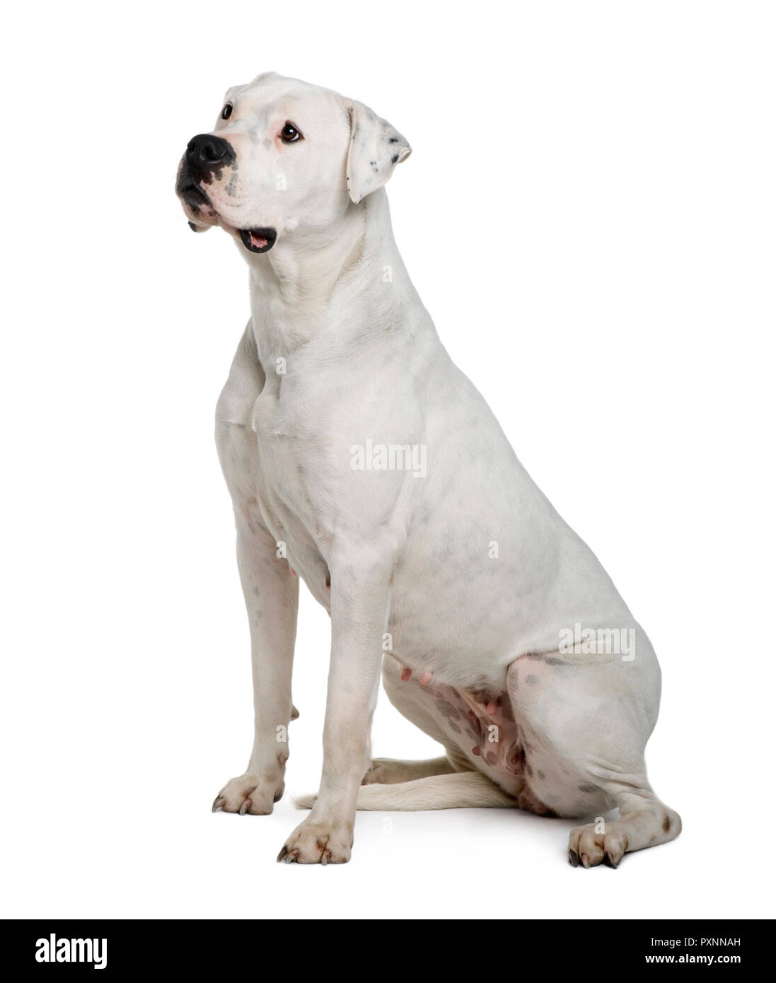 Dogo Argentino, seduto di fronte a uno sfondo bianco, studio shot Foto Stock