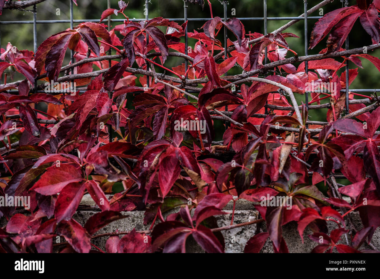 Fiori di colore rosso nel villaggio in una vecchia casa.. alberi rientranti verso il basso ma questo ancora vive da solo Foto Stock