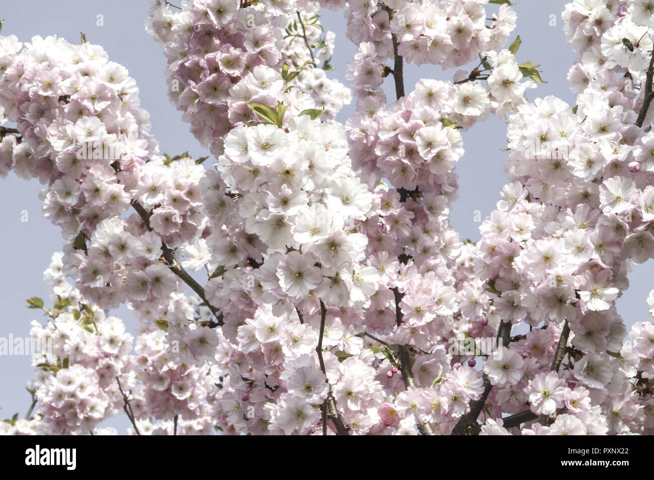 Praechtig bluehender Kirschbaum im Fruehling, Zierkirsche Foto Stock