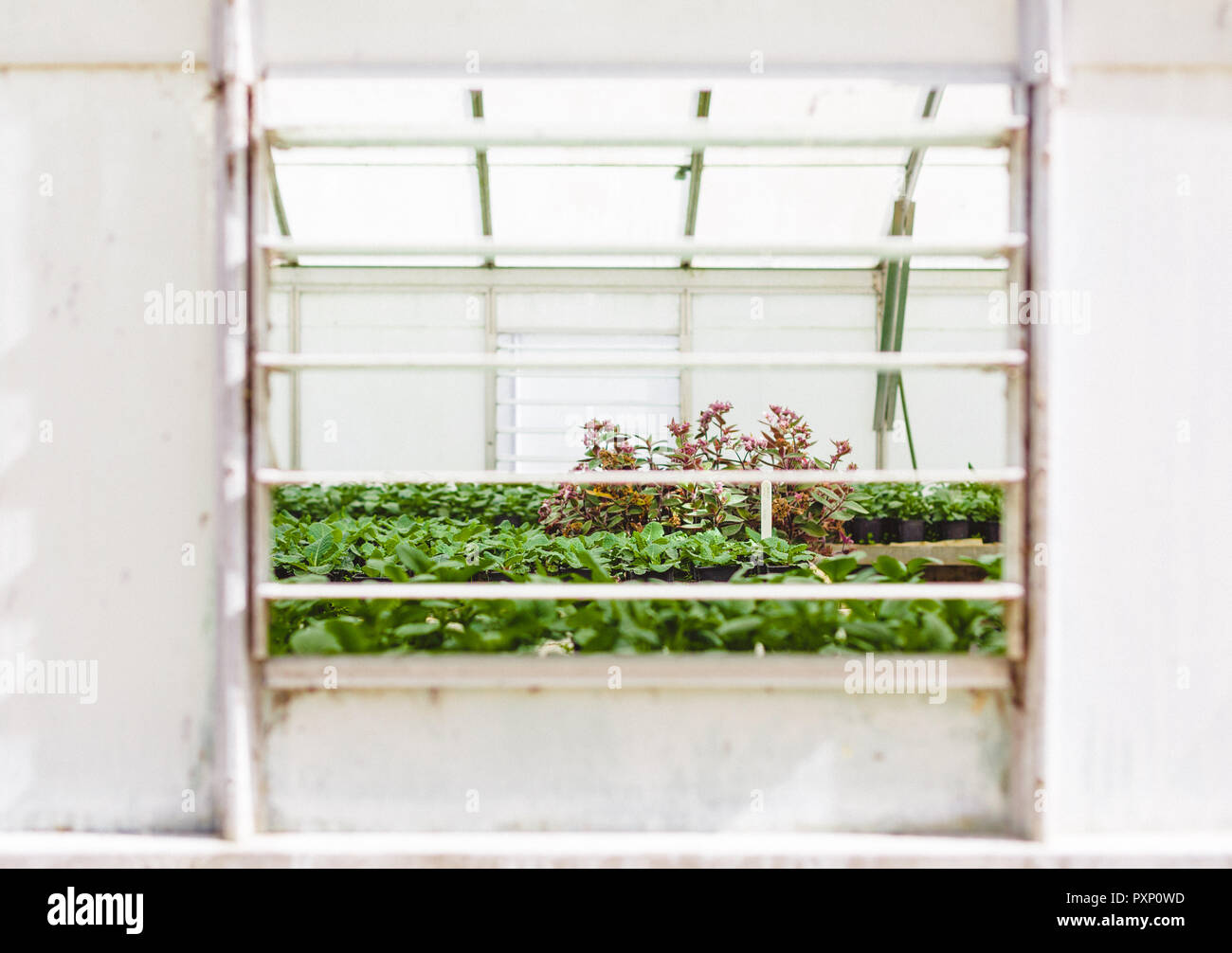 Una vista dell'interno di una serra Foto Stock