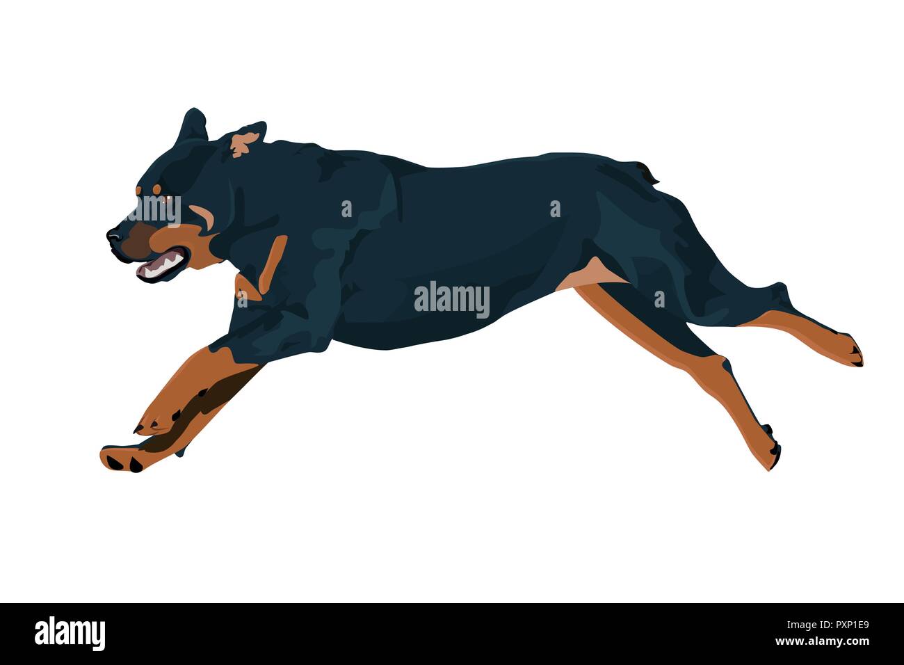 Rottweiler corre il cane durante la formazione. Cane illustrazione vettoriale. Rottweiler isolati su sfondo bianco. Illustrazione Vettoriale