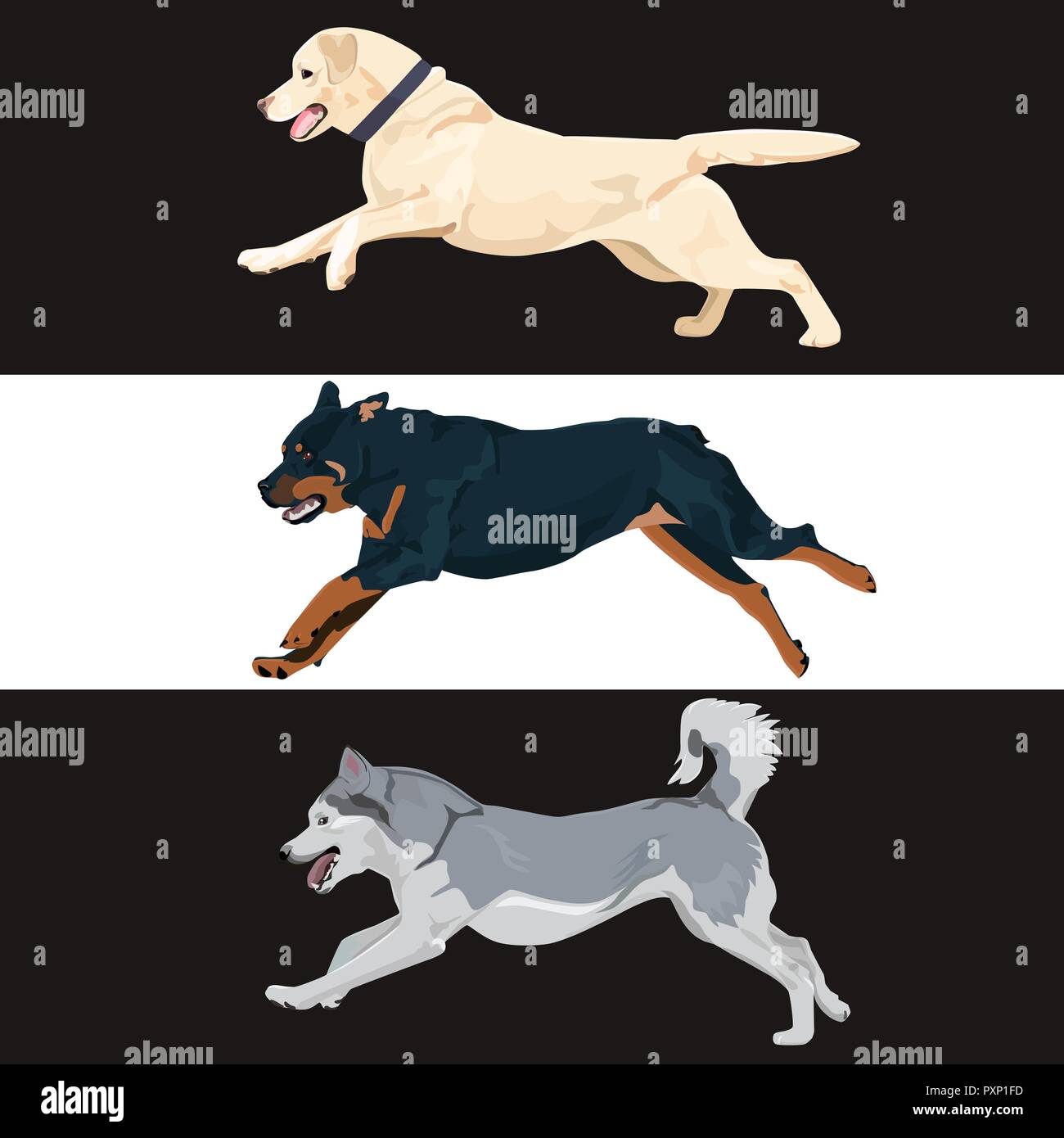 Esecuzione di raccolta di cani per il tuo design. Rottweiler, labrador e cani husky sono in esecuzione. Set di tre salti canini di razza. Illustrazione Vettoriale