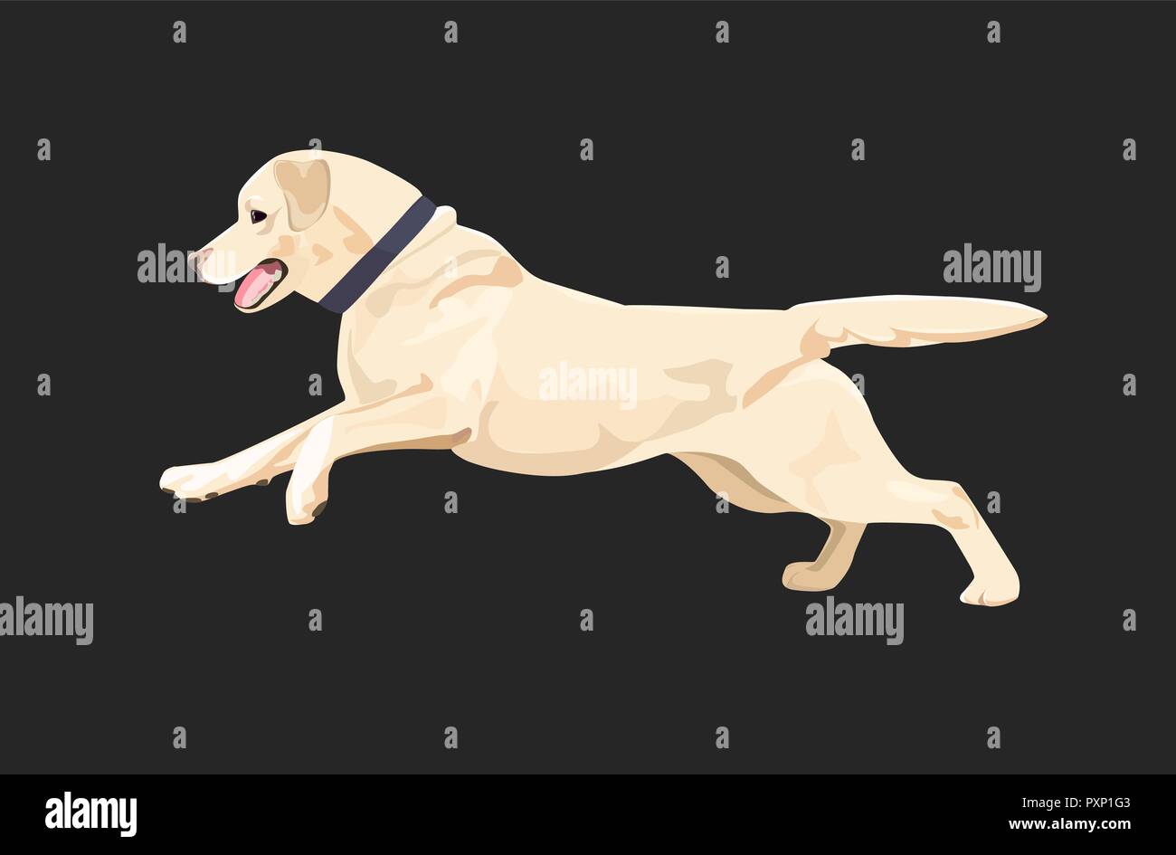 Il Labrador cane è in esecuzione felicemente. Il Labrador retriever con collare isolato su sfondo scuro. Illustrazione Vettoriale