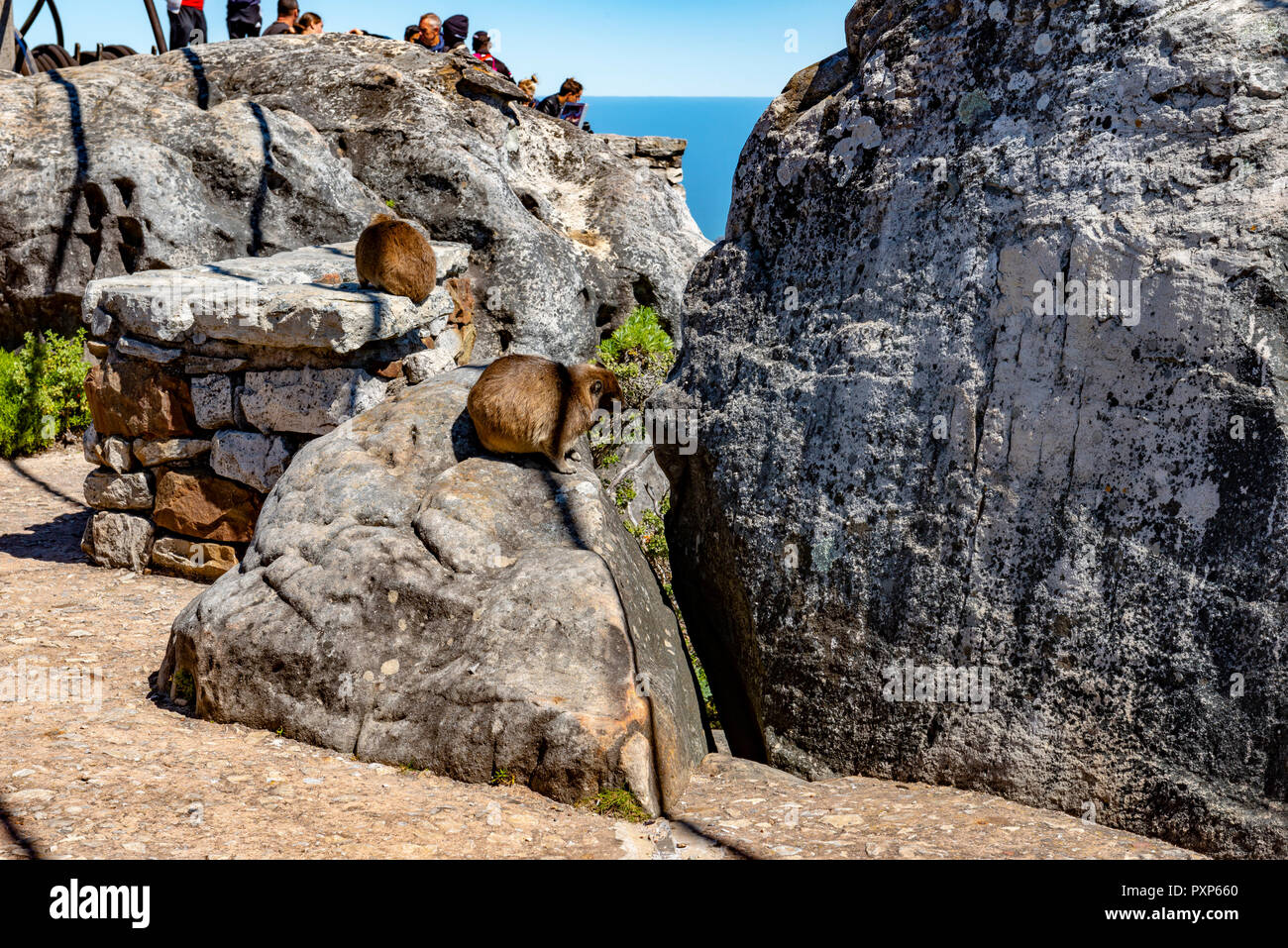 Rock hyrax sulla Table Mountain e Cape Town, Sud Africa Foto Stock