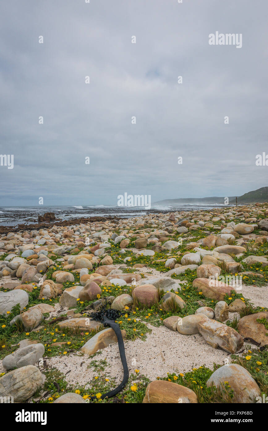 Capo di Buona Speranza, Sud Africa Foto Stock