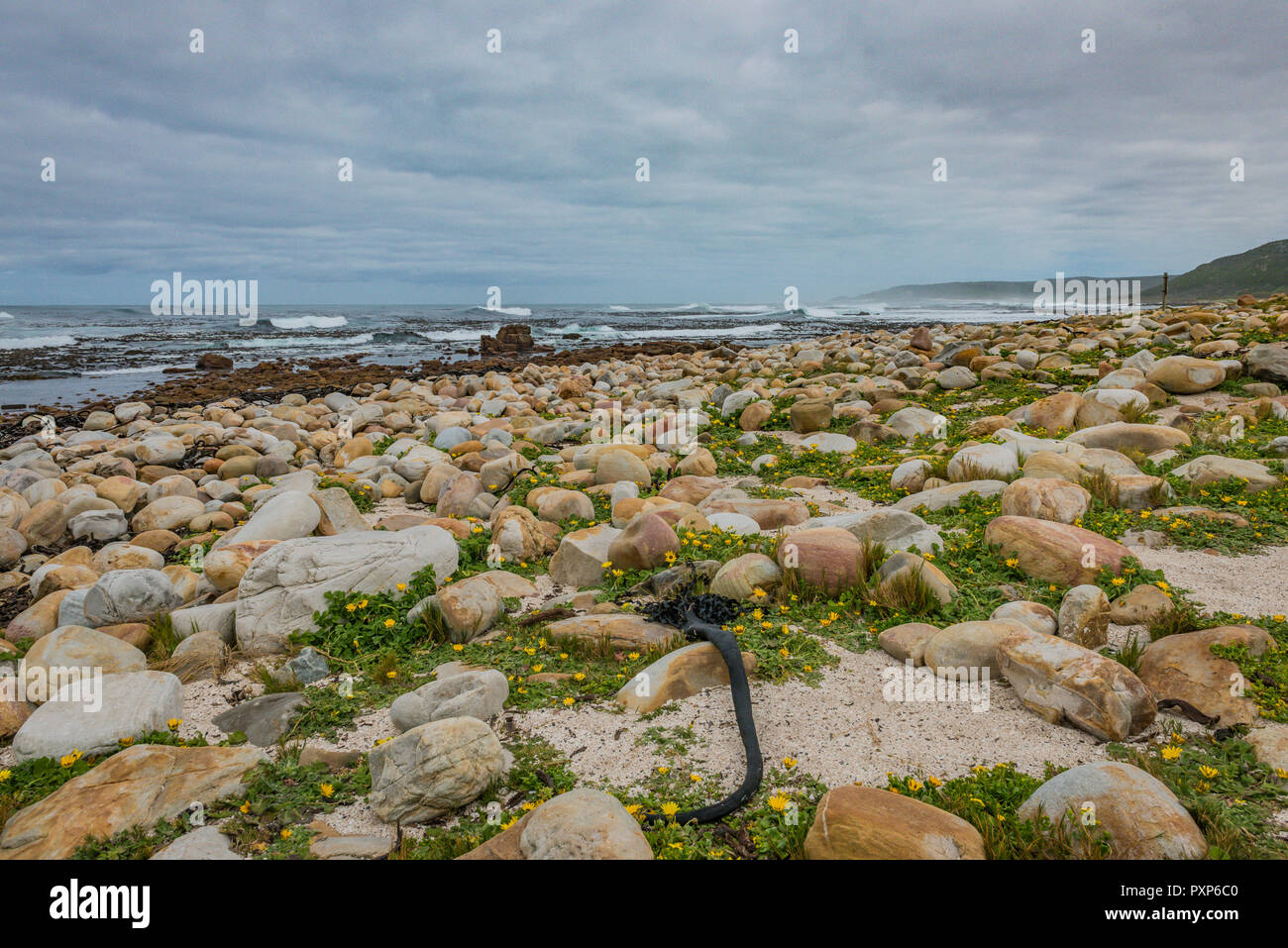 Capo di Buona Speranza, Sud Africa Foto Stock