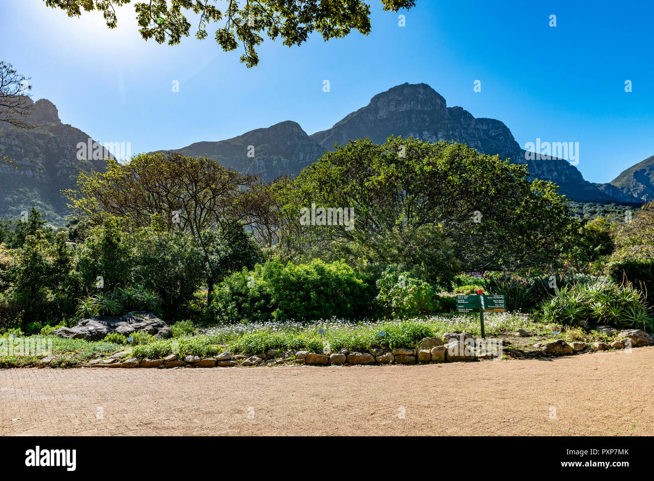 Giardini Botanici di Kirstenbosch, Newlands, Città del Capo, Sud Africa Foto Stock