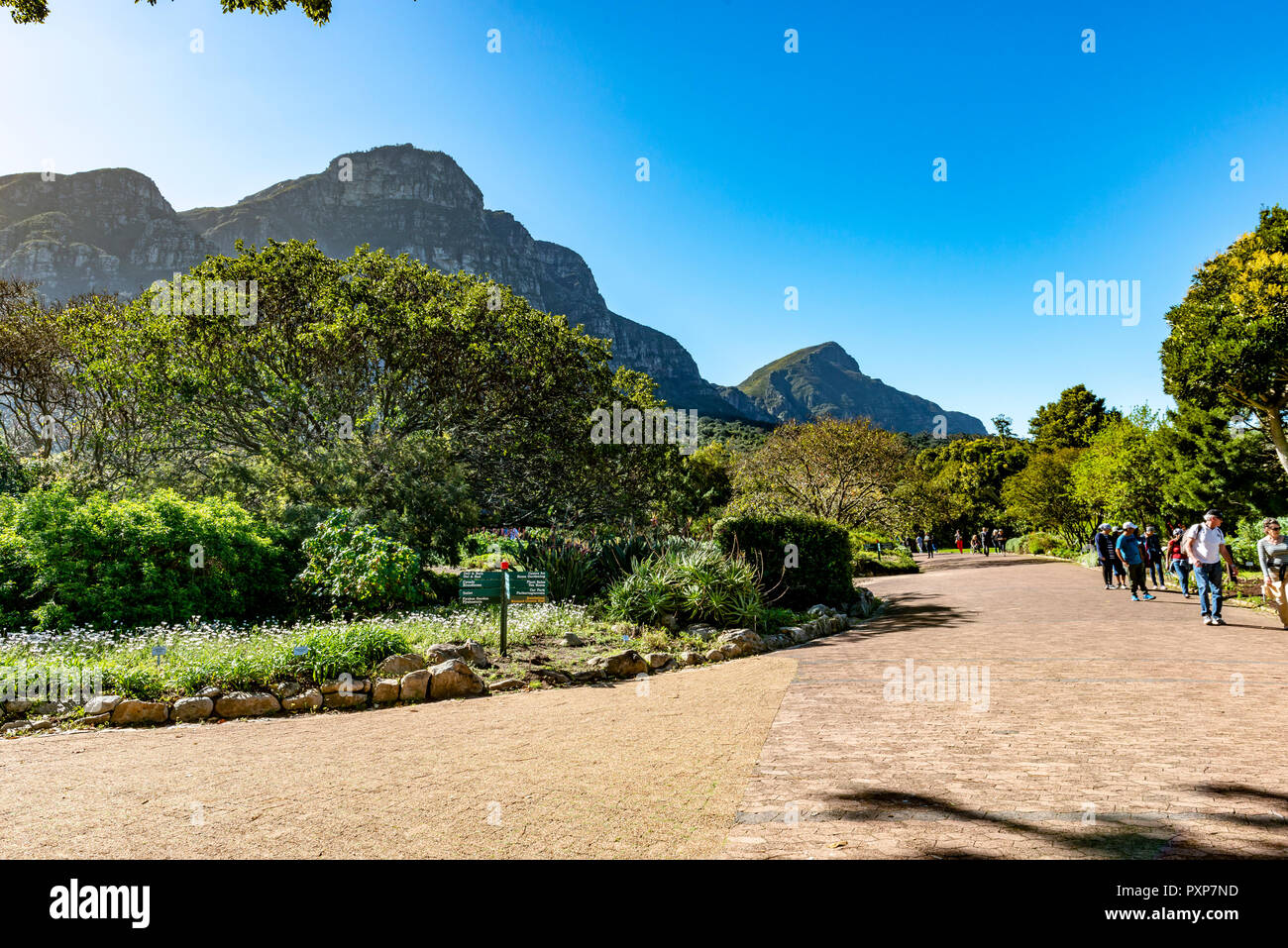 Giardini Botanici di Kirstenbosch, Newlands, Città del Capo, Sud Africa Foto Stock