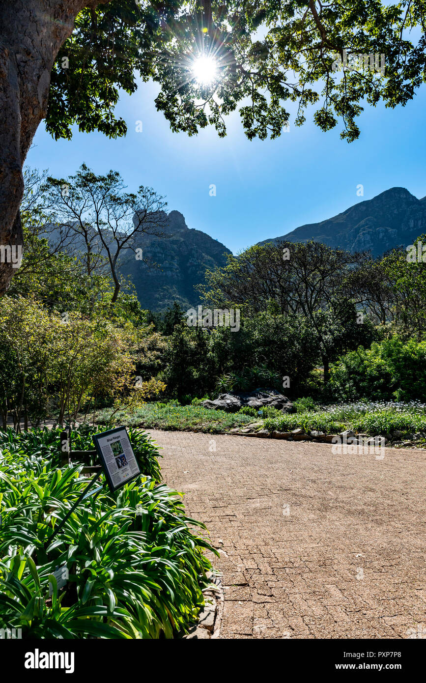 Giardini Botanici di Kirstenbosch, Newlands, Città del Capo, Sud Africa Foto Stock