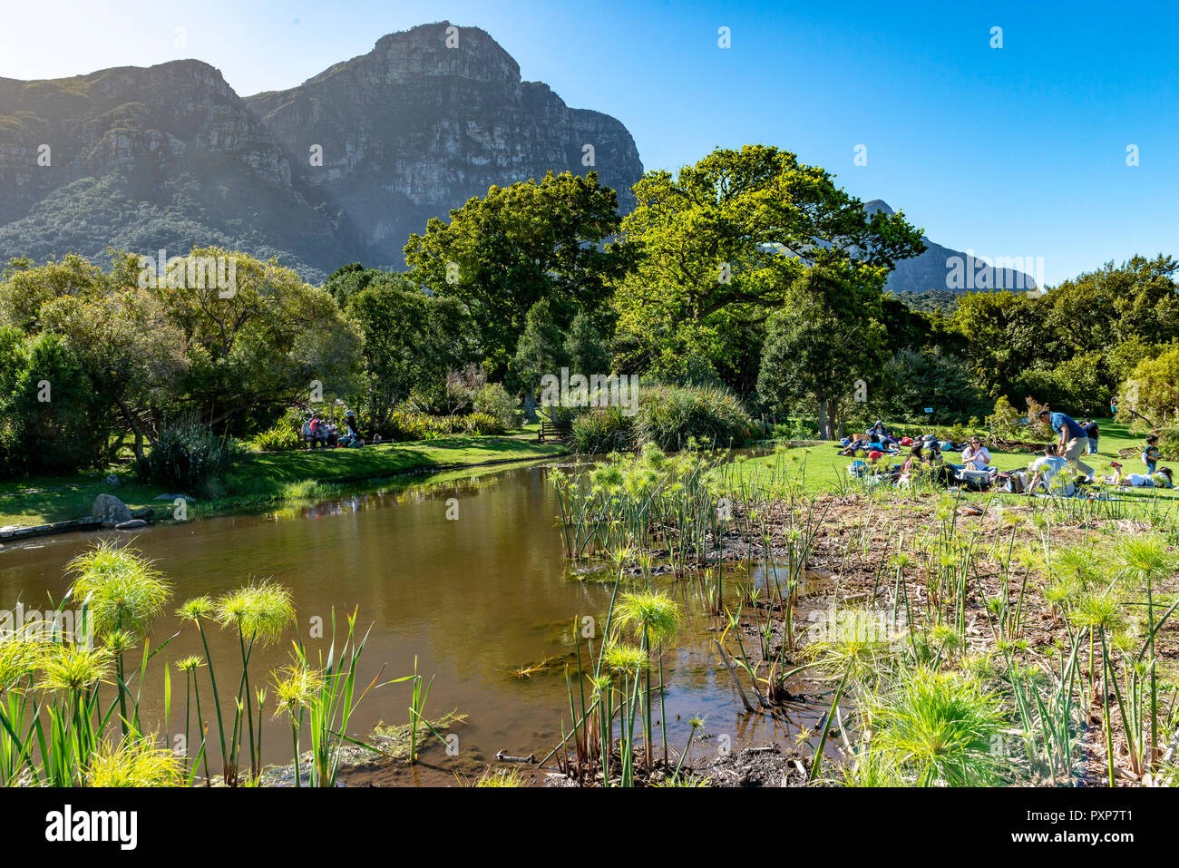 Giardini Botanici di Kirstenbosch, Newlands, Città del Capo, Sud Africa Foto Stock