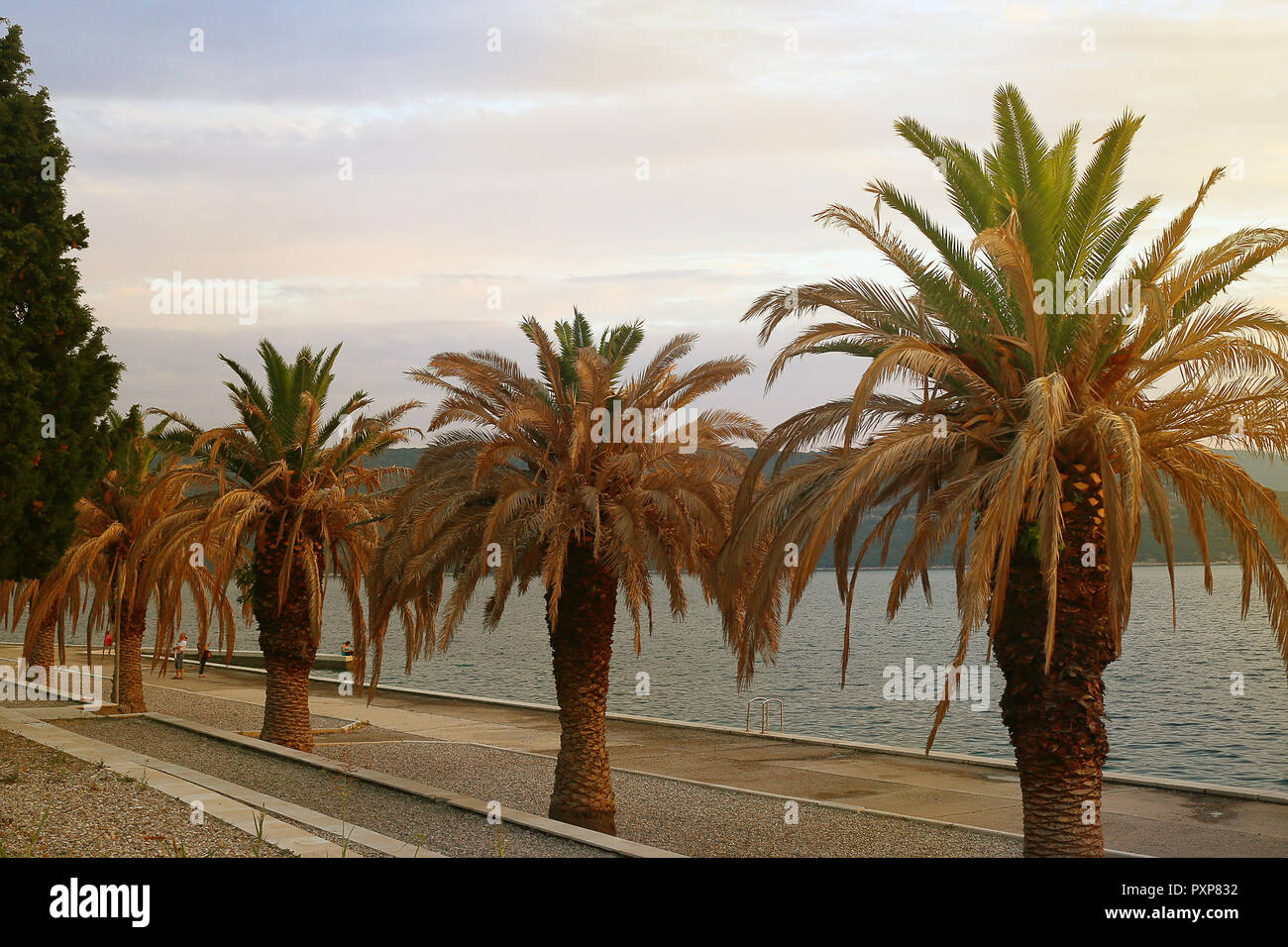 Palme dal fronte mare nella città di Neum Foto Stock