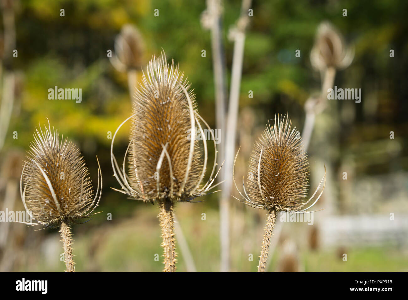 La pianta Teasel (Dipsacus fullonum)a fine ottobre, Inghilterra, Regno Unito. Foto Stock