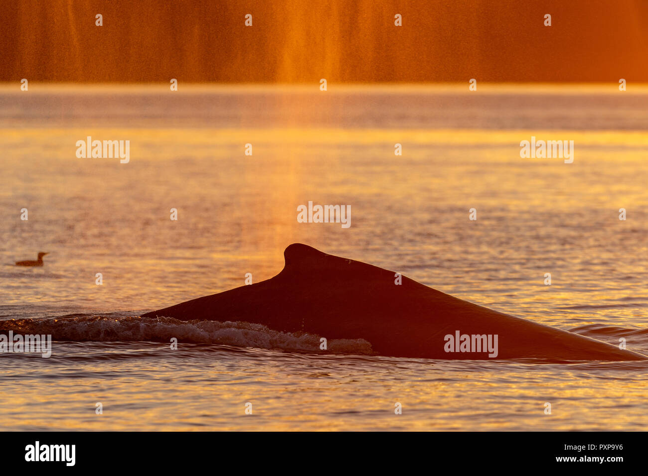Humpback Whale (Megaptera novaeangliae) la crociera durante il tramonto attraverso Blackfish Suono di Hanson isola vicino a Broughton arcipelago, Prime Nazioni Foto Stock