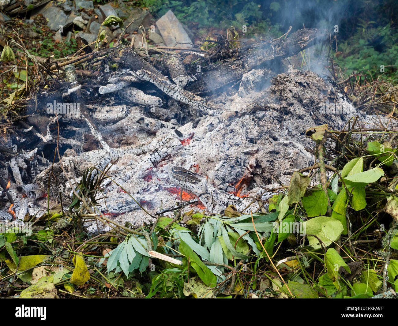 La masterizzazione di scarti da giardino su un autunno falò per produrre legno cenere e aiutare il controllo della malattia Foto Stock
