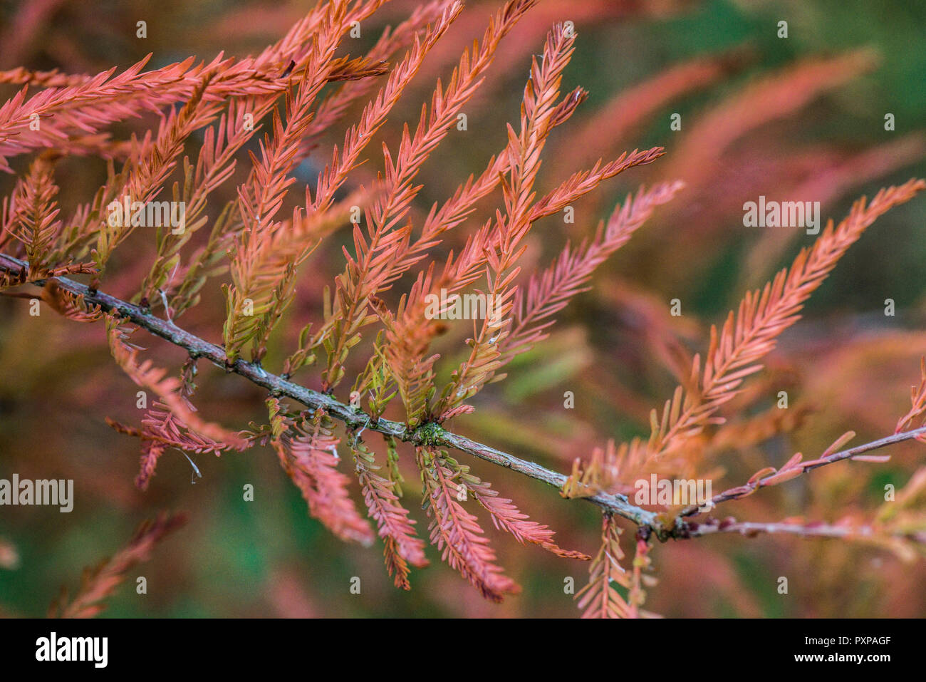 Una chiusura delle foglie di un cipresso calvo(Taxodium distichum) in autunno Foto Stock