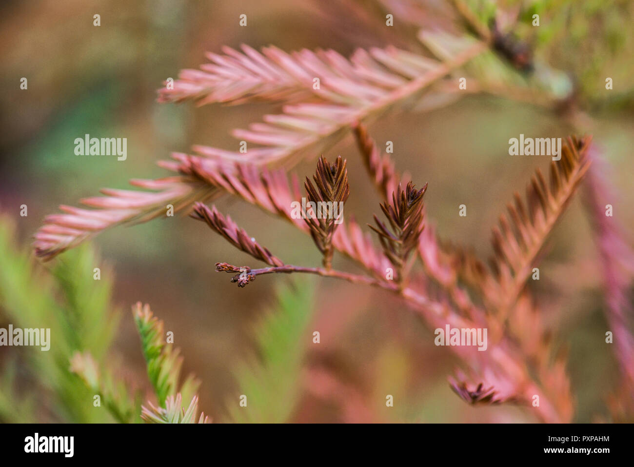 Una chiusura delle foglie di un cipresso calvo(Taxodium distichum) in autunno Foto Stock