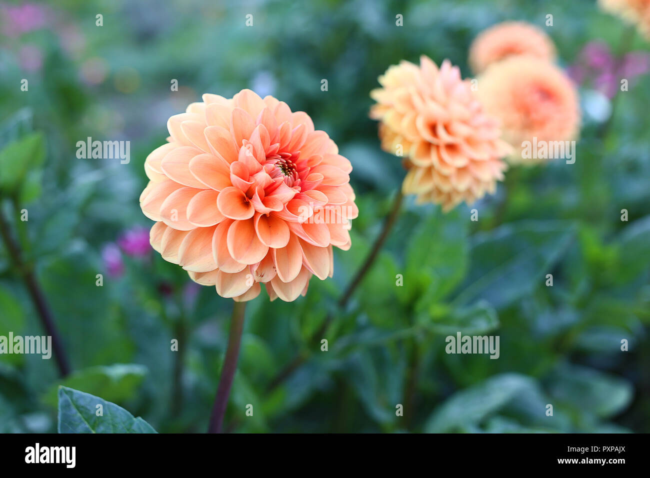 Dahlia fiori che sbocciano in grande Polonia Foto Stock