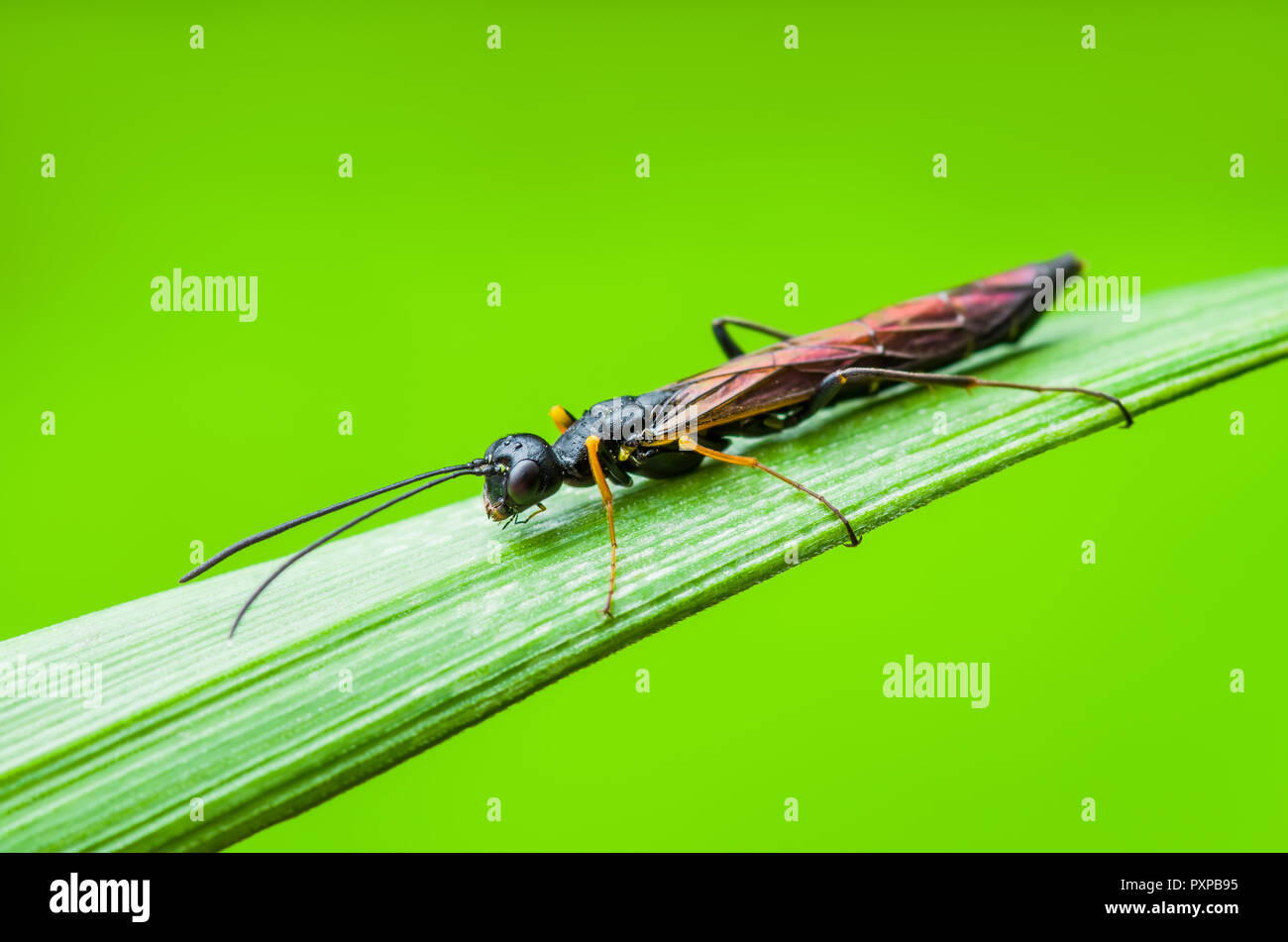 Exotic Parassitoide Wasp Fly insetti ditteri su erba verde Foto Stock