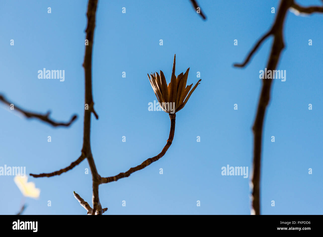 Il seme pod di tulip tree (Liriodendron Tulipifera) in autunno Foto Stock