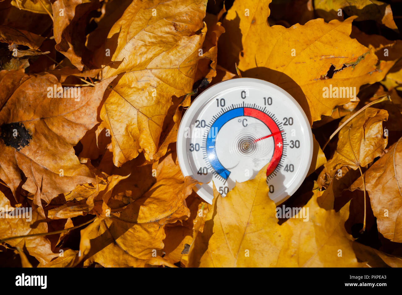 Termometro da esterno con scala Celsius in golden foglie di acero che mostra la temperatura calda - hot estate indiana o il riscaldamento globale concetto Foto Stock