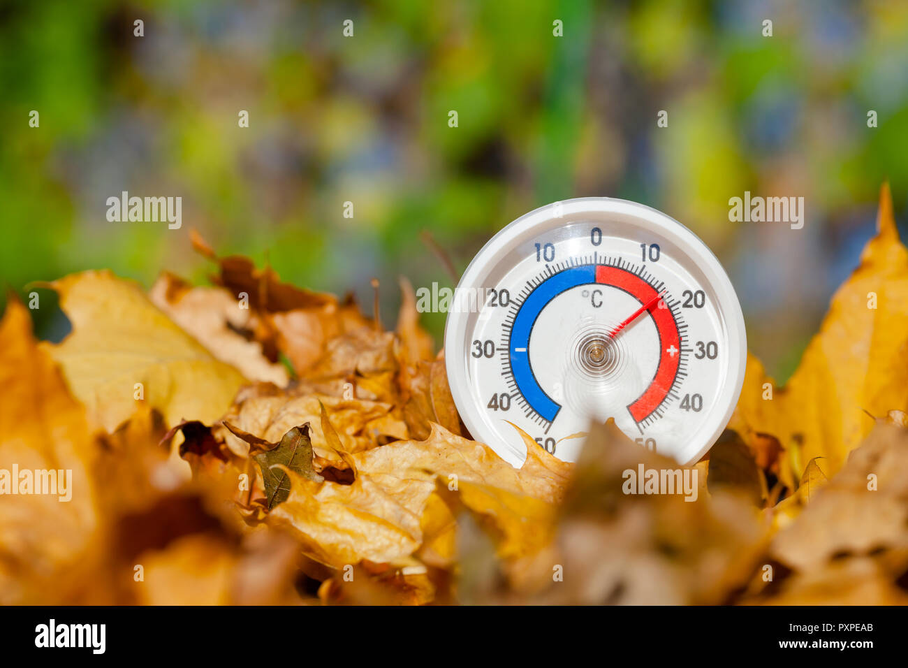 Termometro da esterno con scala Celsius in golden foglie di acero che mostra la temperatura calda - hot estate indiana o il riscaldamento globale concetto Foto Stock