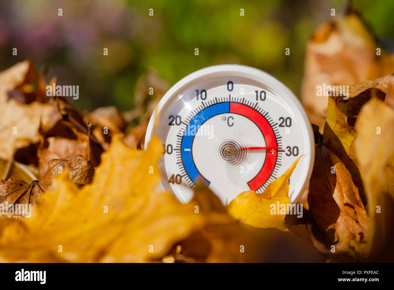 Termometro da esterno con scala Celsius in golden foglie di acero che mostra la temperatura calda - hot estate indiana o il riscaldamento globale concetto Foto Stock