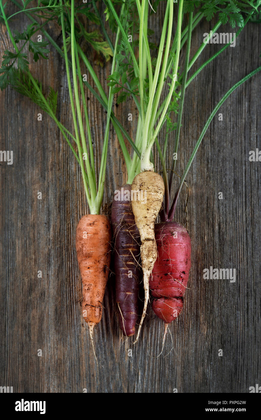 Organici raccolti di fresco cimelio di carote in diversi colori, viola, rosso, arancione e bianco, artistico ancora in vita su legno rustico sfondo Foto Stock
