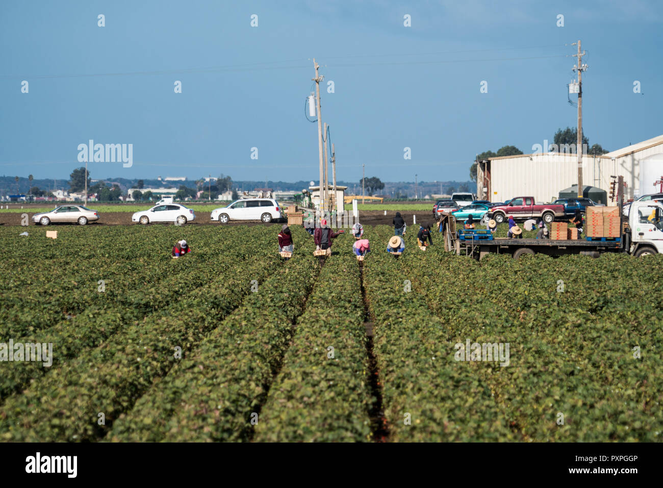 Salinas, California - 17 Ottobre 2017: immigrato stagionale migranti lavoratori agricoli di prelevamento e confezionare frutta e verdura a lavorare nei campi di Sali Foto Stock