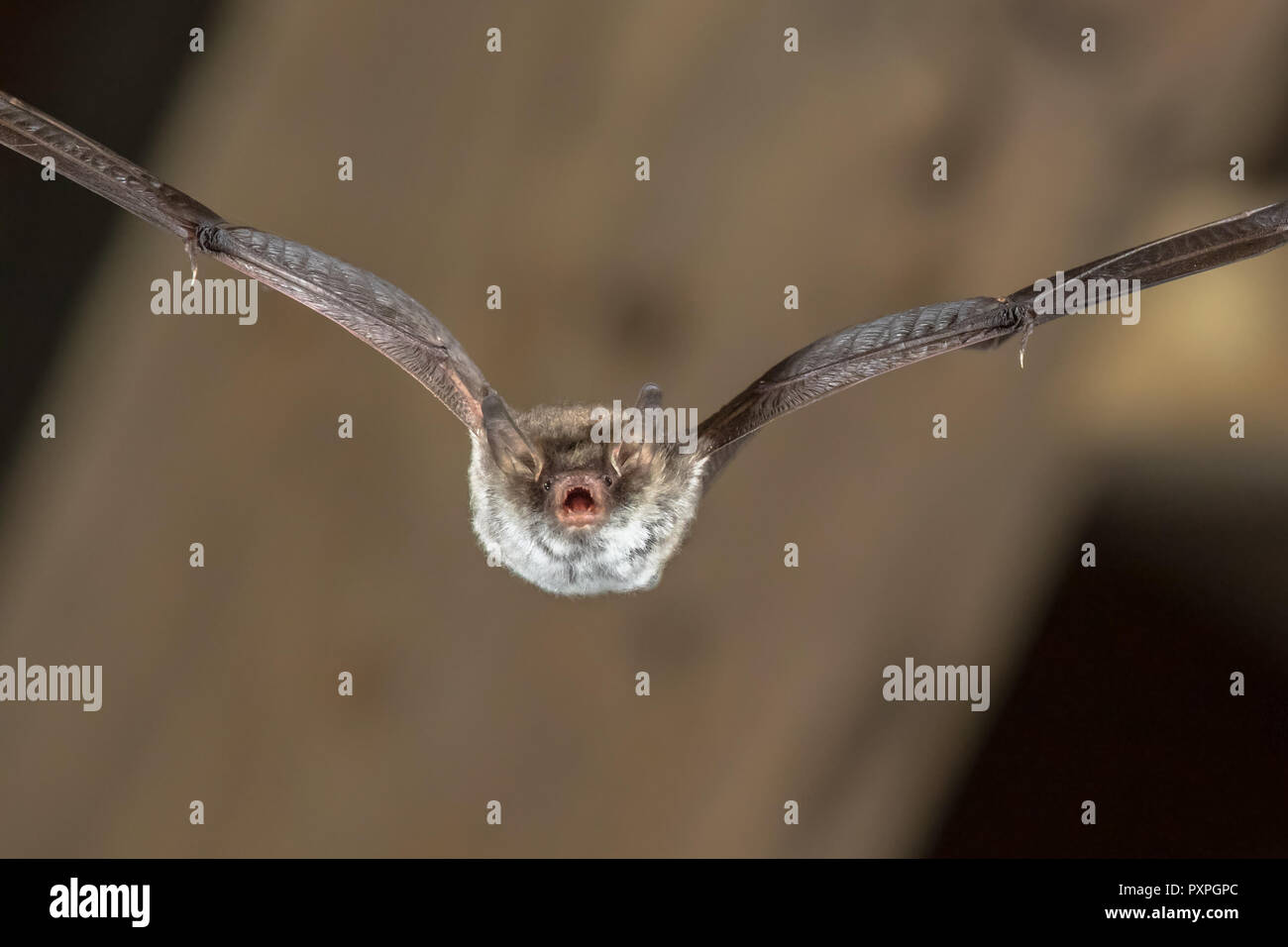 Raro Natterer bat (Myotis nattereri) volare sulla chiesa con mansarda con distintivo ventre bianco Foto Stock