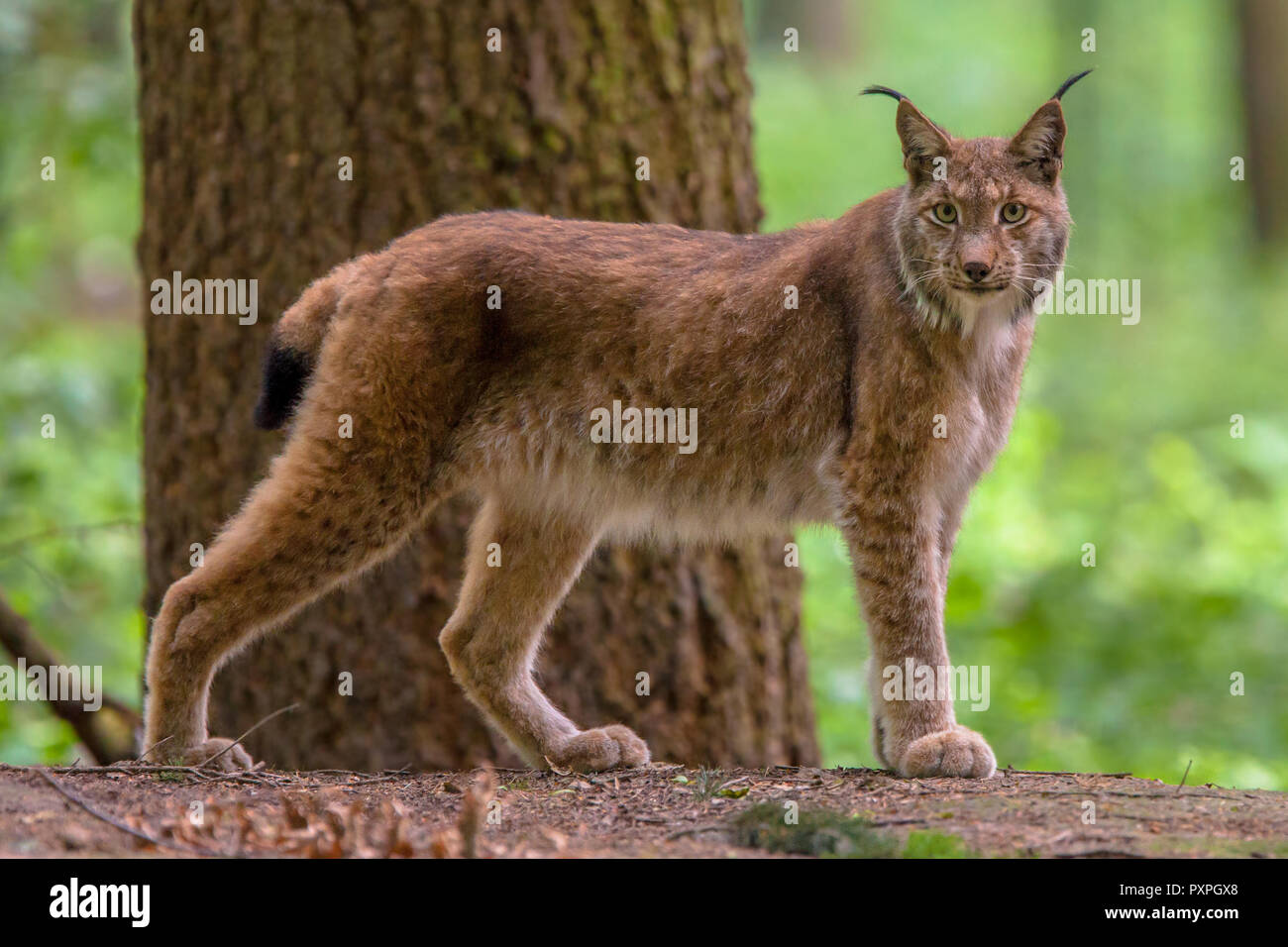 Eurasian (Lynx Lynx lynx) nella foresta di habitat. Questa è una di medie dimensioni cat nativo di unione e boschi siberiani Foto Stock