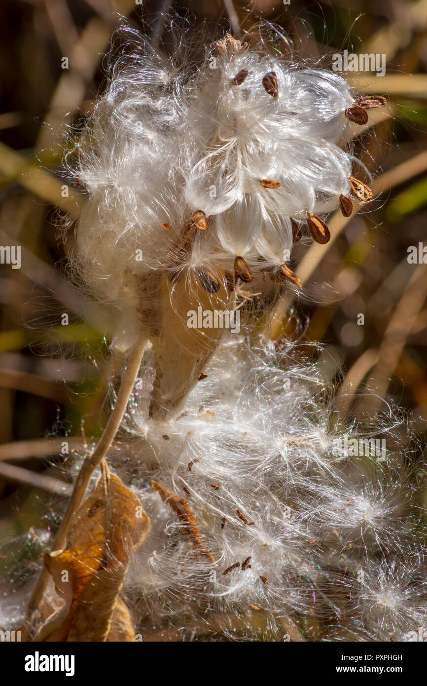 Appariscente Milkweed (Asclepias speciosa) semi vegetali pods disperdendo i semi, Castle Rock Colorado US. Foto scattata in ottobre. Foto Stock