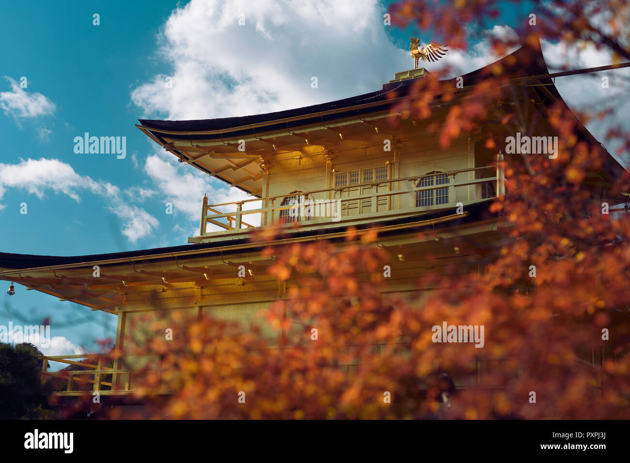Licenza e stampe alle MaximImages.com:00 - bellissimo Padiglione dorato lucido di Kinkaku-ji, tempio di Rokuon-ji Zen dietro le foglie rosse di acero autunnale a Kyo Foto Stock
