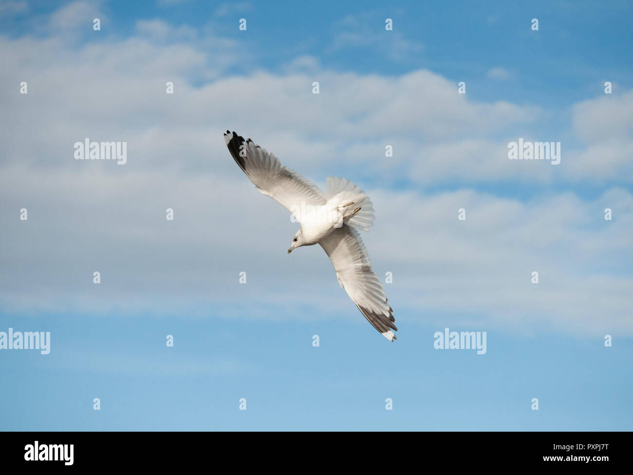 Gabbiano comune, Larus canus, in volo su Brent serbatoio o Arpa gallese serbatoio, Brent, London, Regno Unito Foto Stock