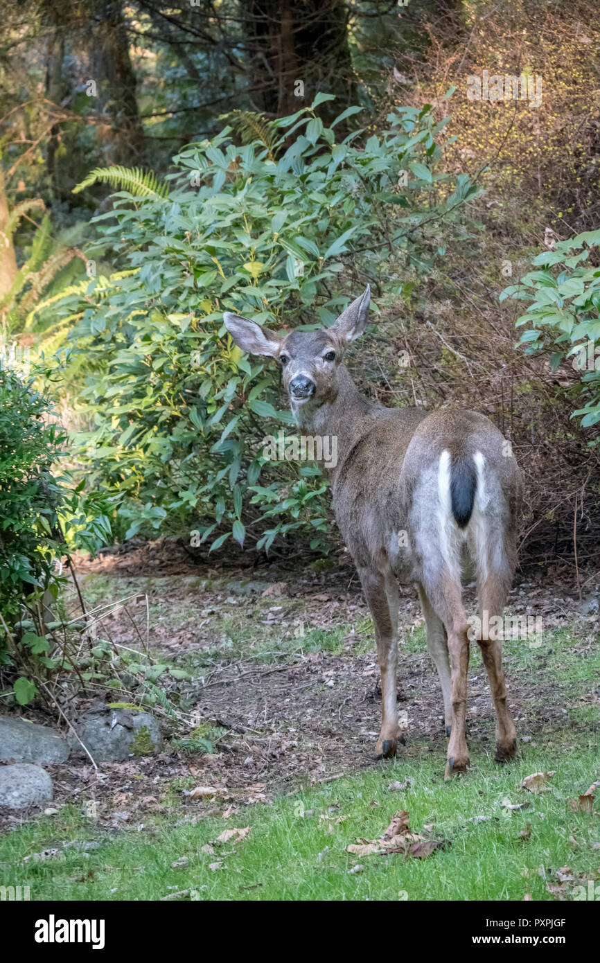 Maschio di mulo cervo con corna appena visibile in una zona rurale cantiere residenziale. Foto Stock