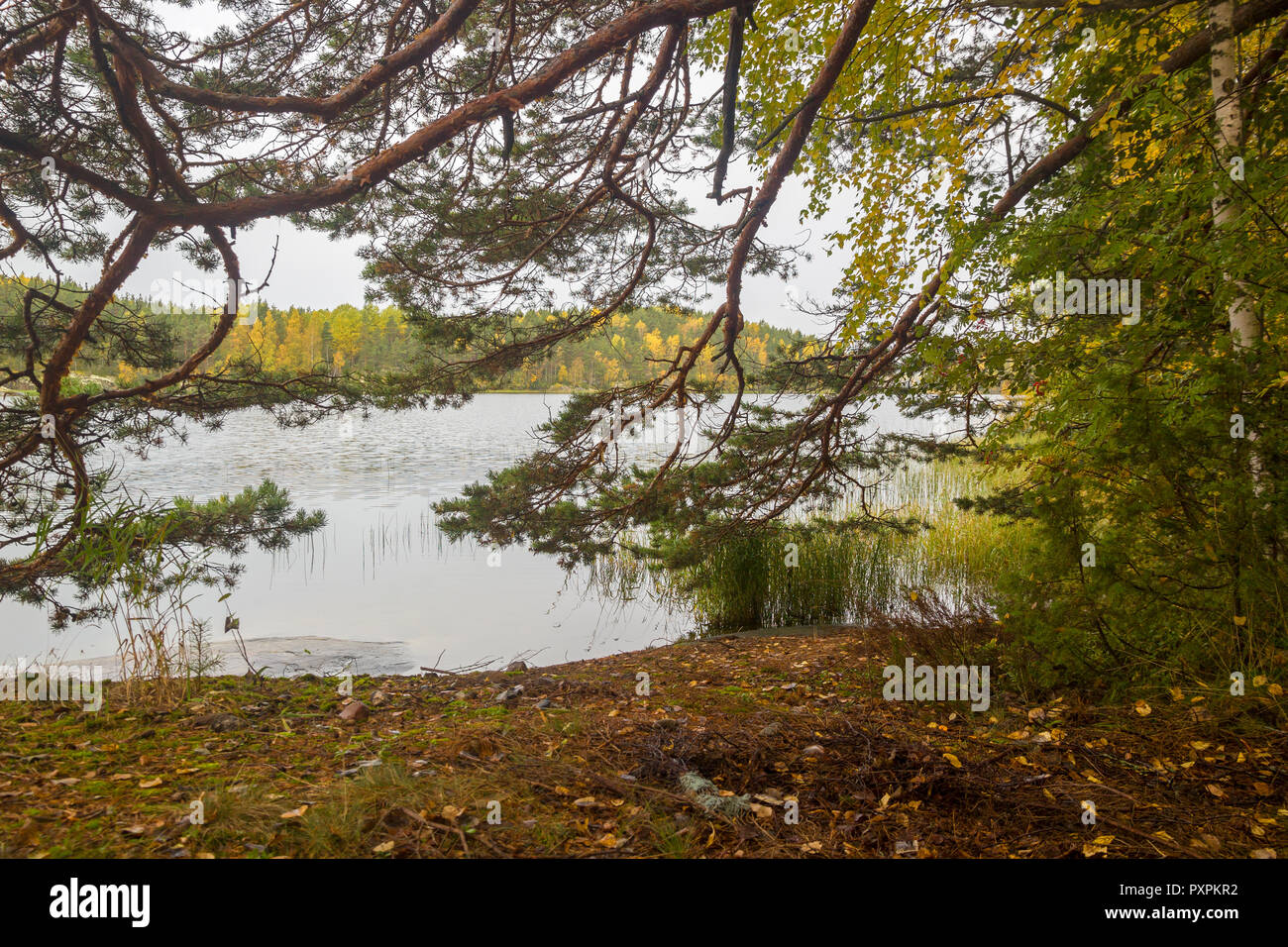 Giallo Autunno Verde foresta mediante rami di pino vicino al lago di sfondo Background di caduta Foto Stock