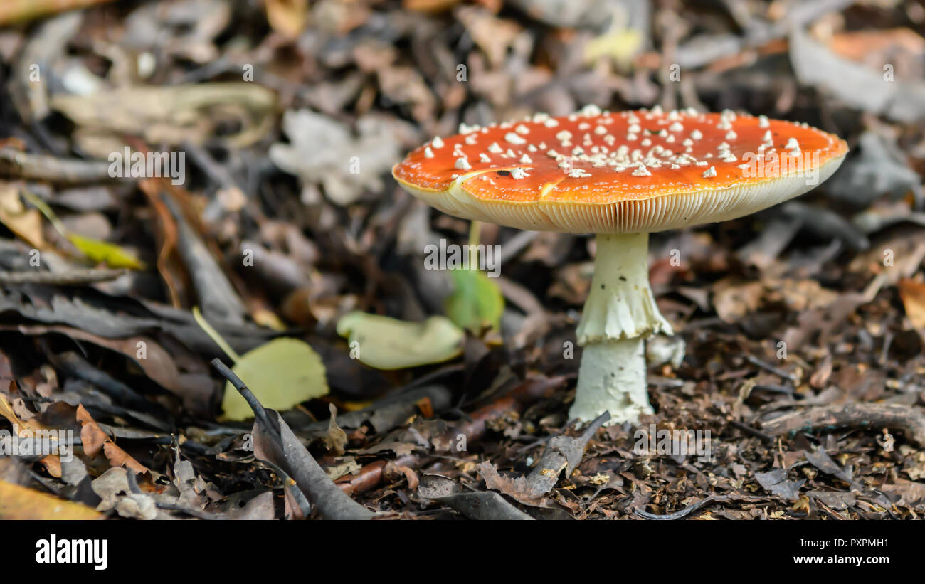 Toadstool rosso con macchie bianche Foto Stock