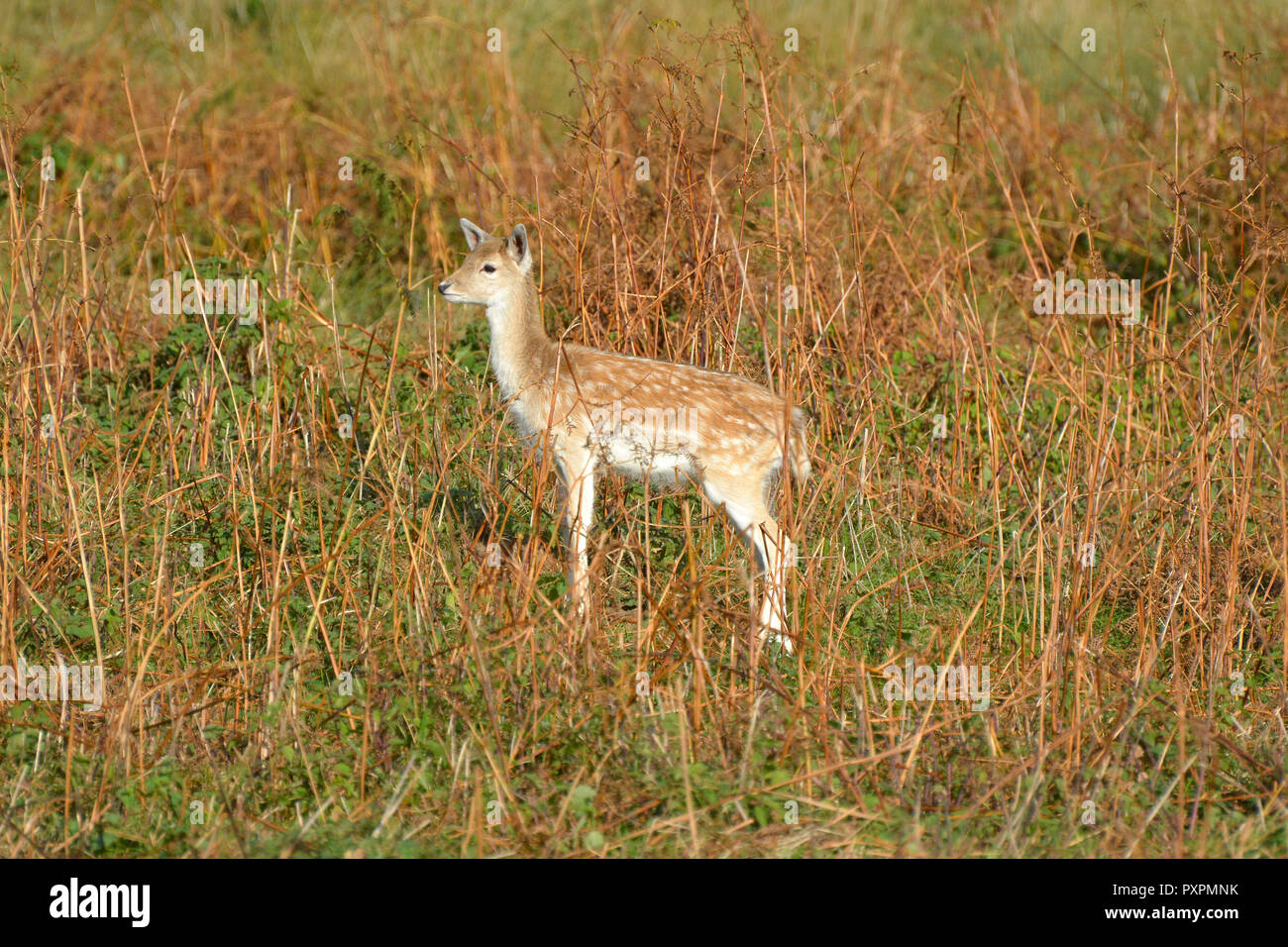 Giovani femmine Daini, Leicestershire, Regno Unito Foto Stock