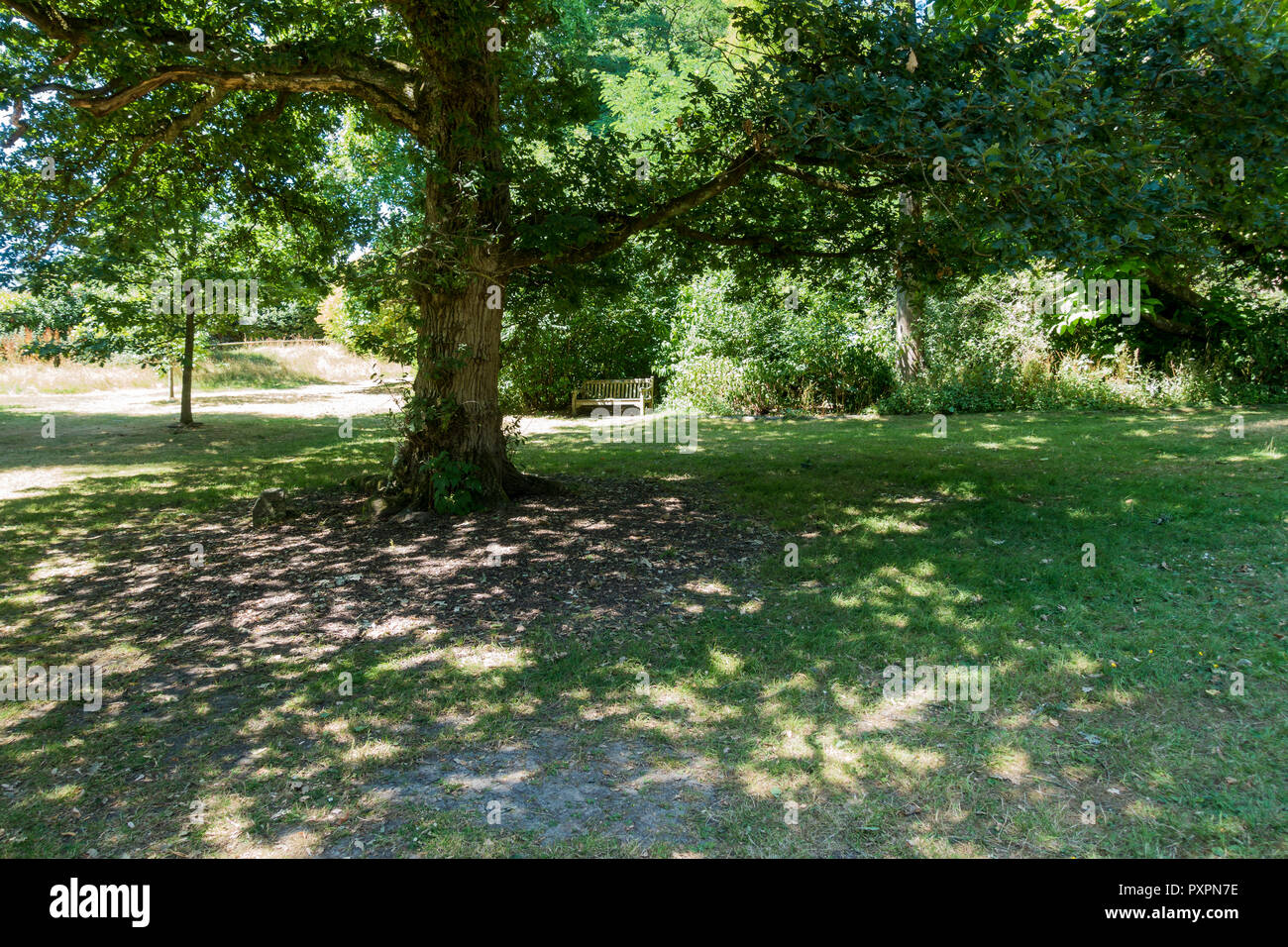 Erba ombreggiati da alberi in estate, Upton Country Park, Poole, Dorset, Regno Unito Foto Stock