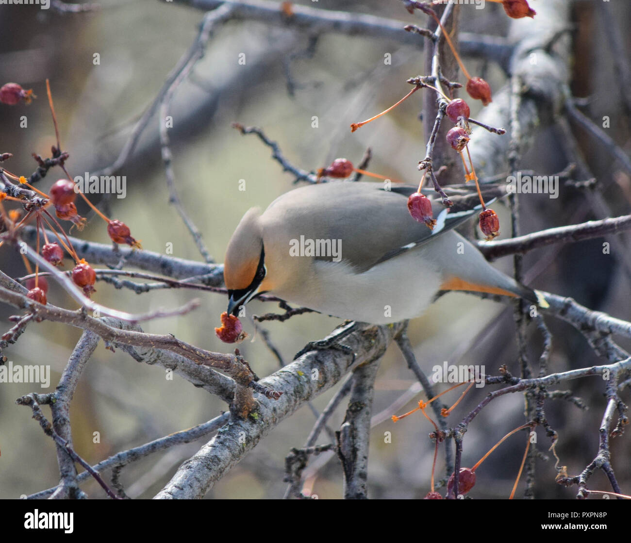 Bohemian waxwing alimentazione su bacche Foto Stock