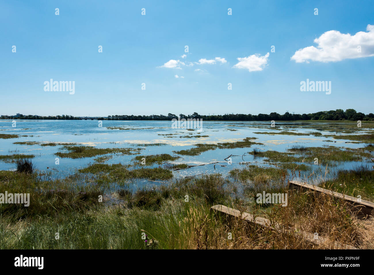 Vista di un lago in inglese in estate, Upton Lago, Poole, Dorset, Regno Unito Foto Stock