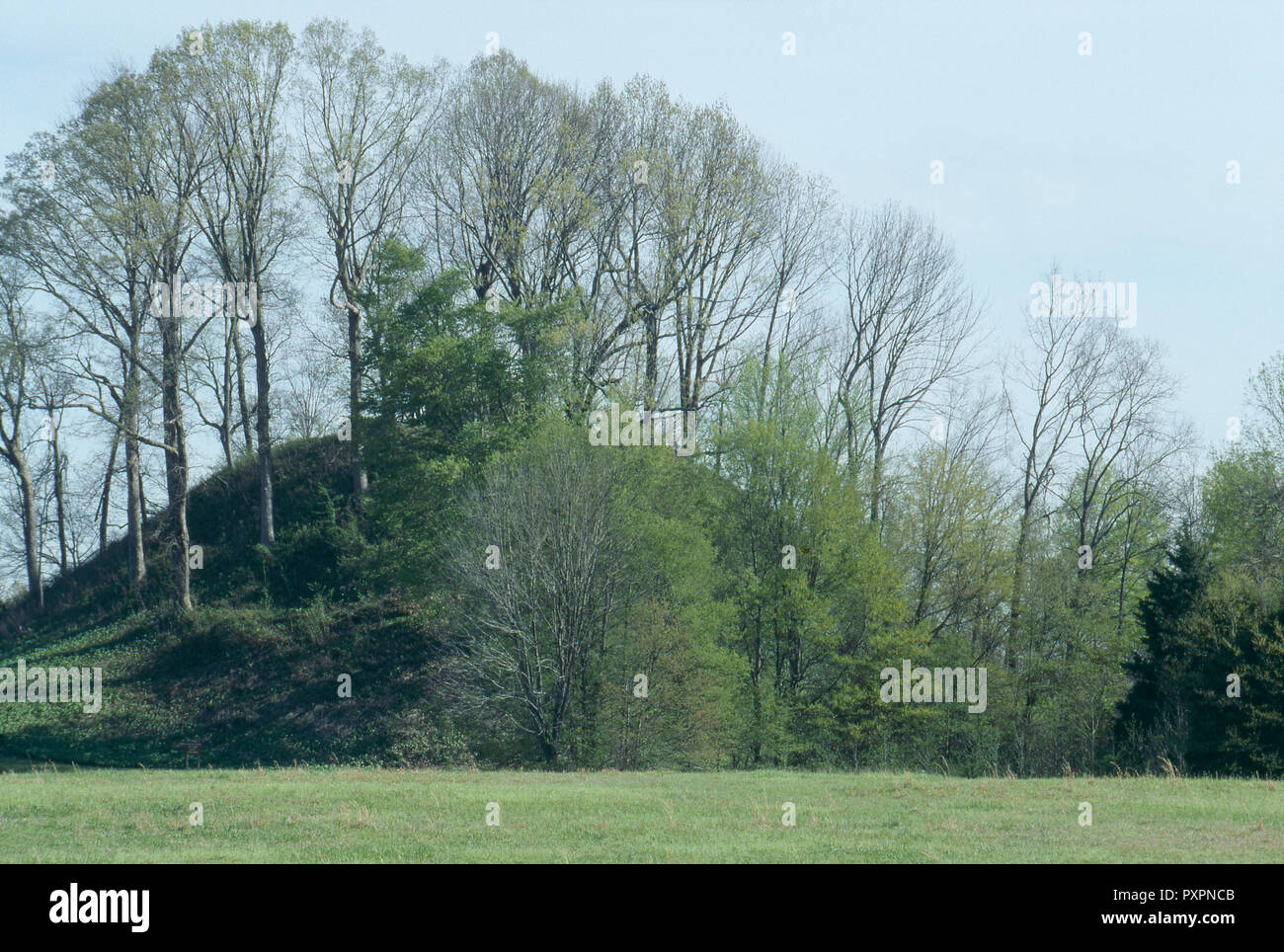 Saul il Tumulo di un tempio piramidale tumulo preistorico Pinson Mounds State parco archeologico a forcella sul fiume Cervo, Tennessee. Fotografia Foto Stock