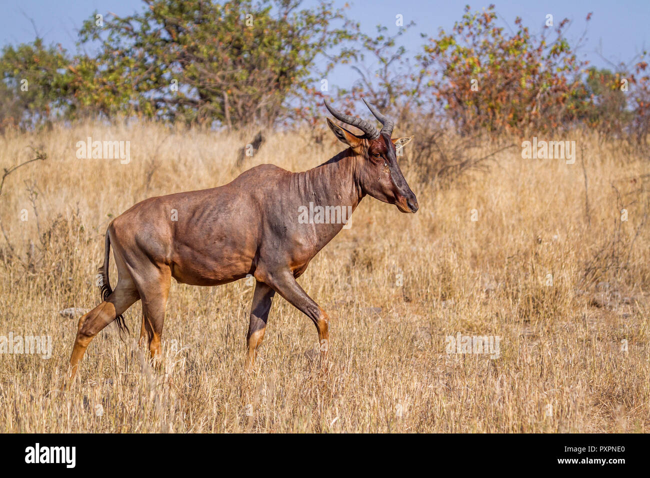 Tsessebe comune nel Parco Nazionale di Kruger, Sud Africa ; Specie Damaliscus lunatus lunatus famiglia dei bovidi Foto Stock