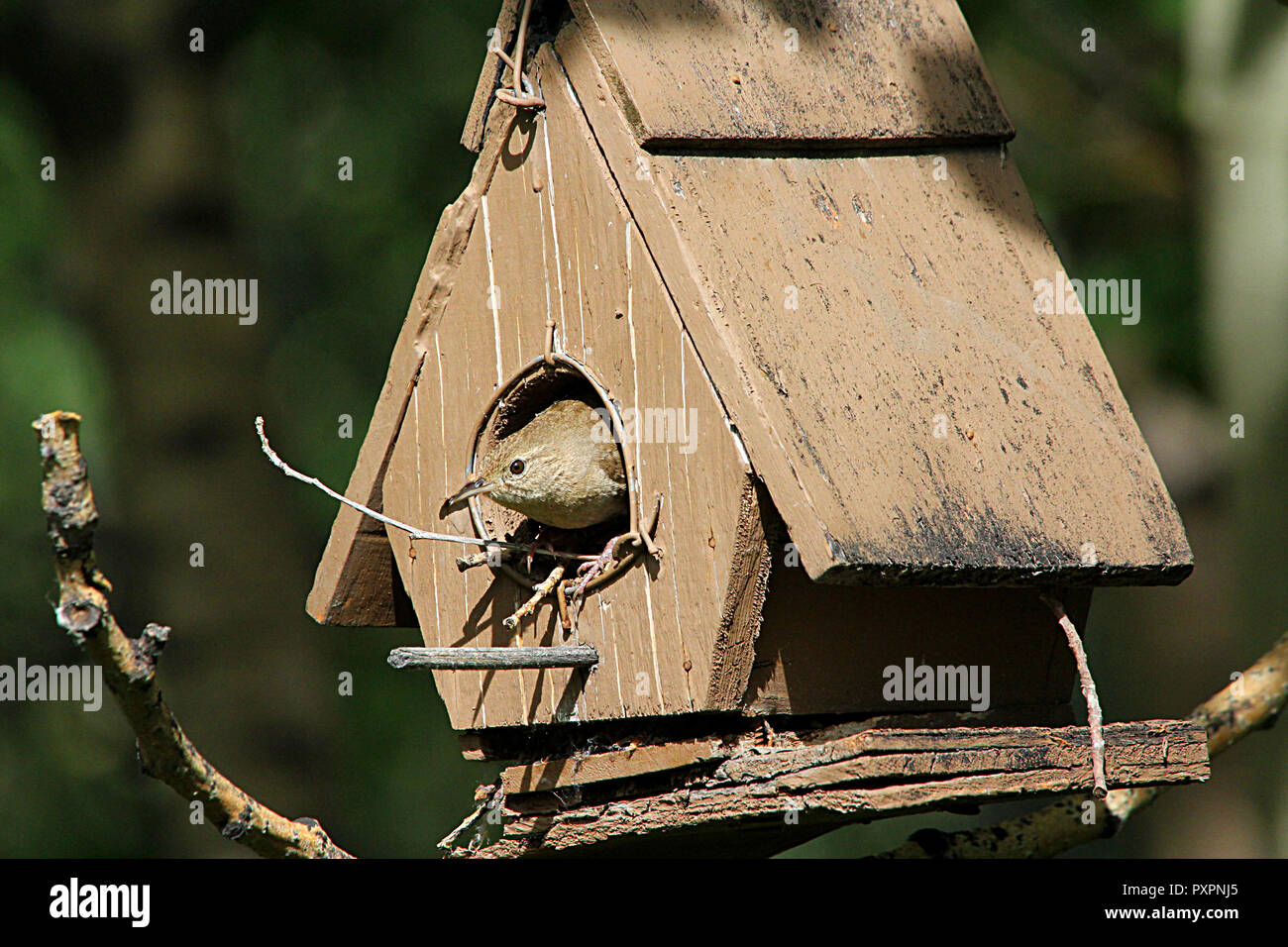 La casa Wren (Troglodytes aedon) è stato chiamato tempo fa per la sua tendenza a nido intorno abitazioni umane o in birdhouses. Una familiarità backyard bird. Foto Stock
