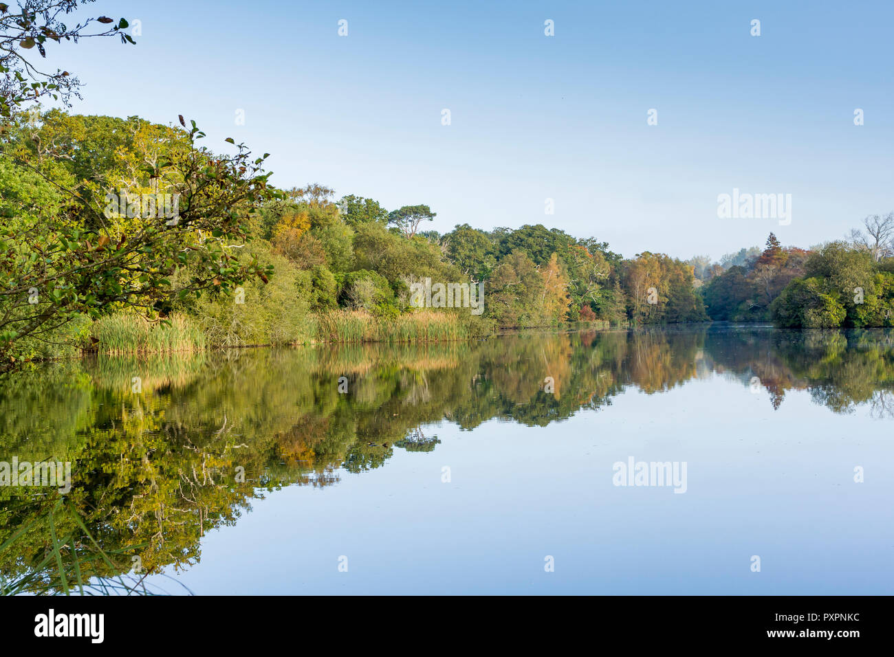 Riflessioni sugli alberi su un lago inglese in autunno Foto Stock